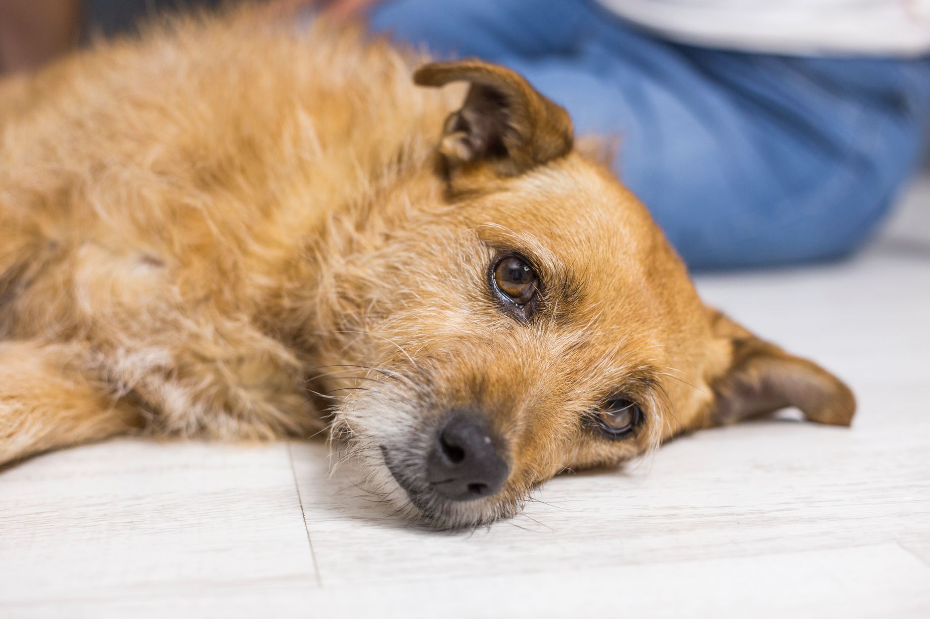Dog lying on the floor indoors looking unstimulated