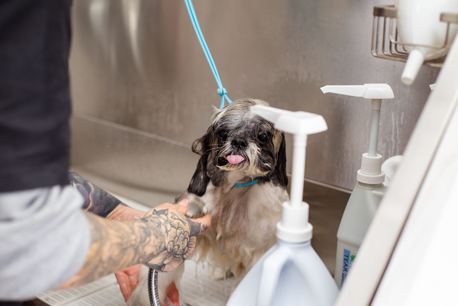 Dog being bathed at home with warm water