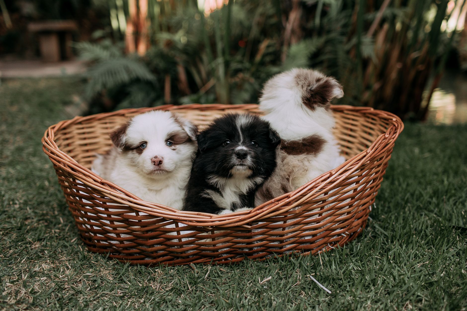 Puppies resting in a woven basket bed