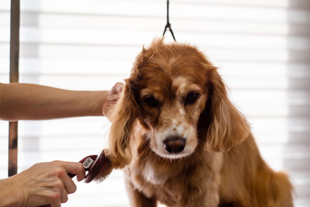 Dog being brushed with a slicker brush during a home grooming session