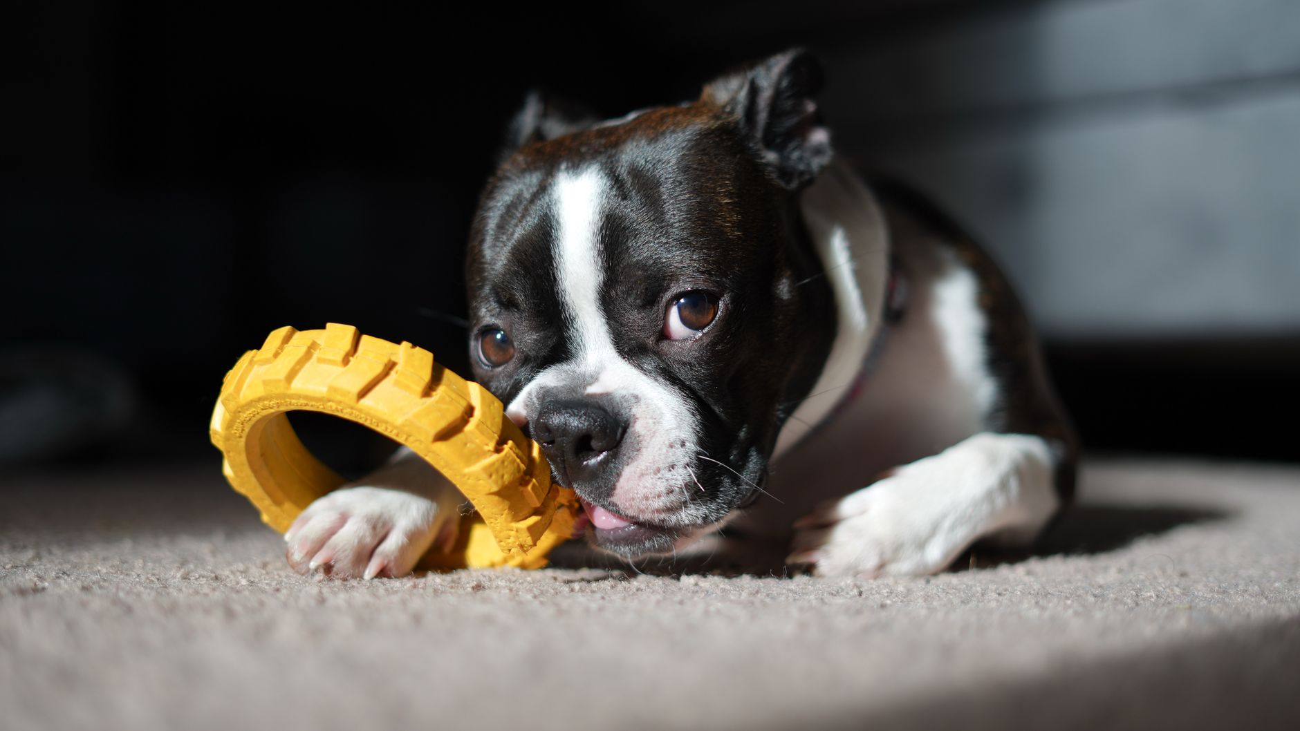 Dog chewing on a rubber chew toy