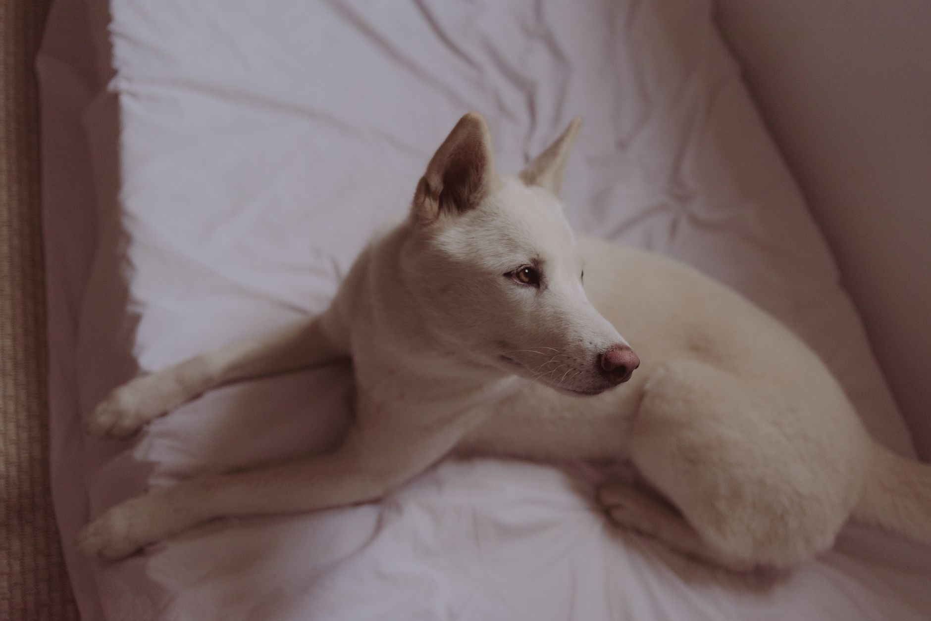 Dog resting calmly on a dog bed indoors