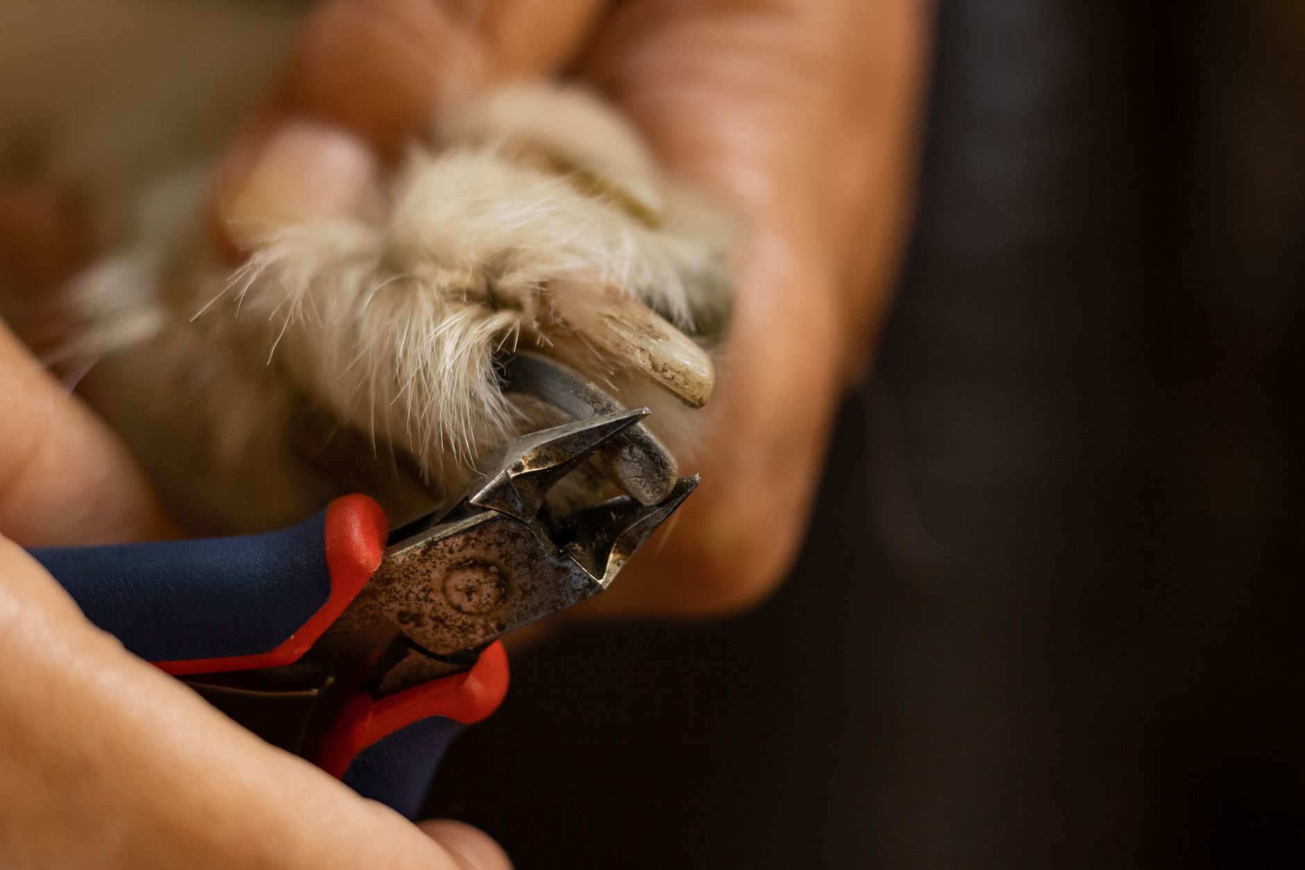Trimming a dog nail with clippers at home