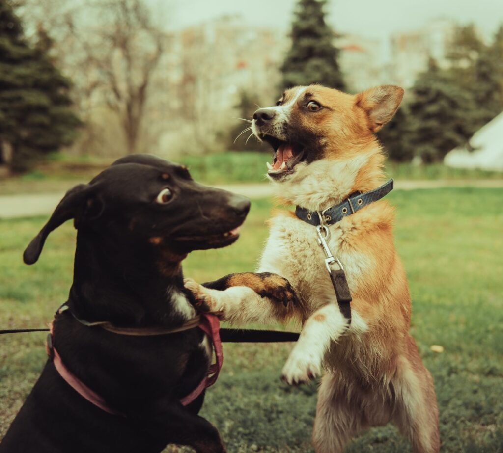Dog straining ahead and pulling hard on its lead