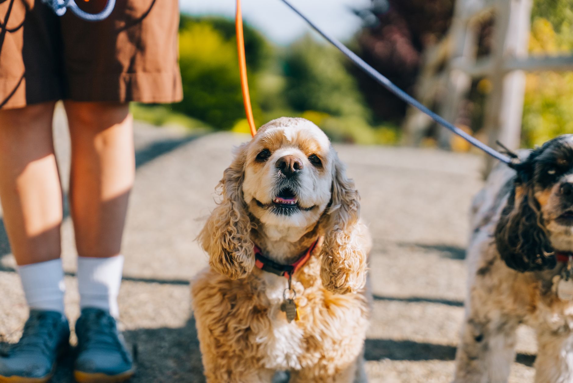 Dog walking calmly on a loose lead beside its owner