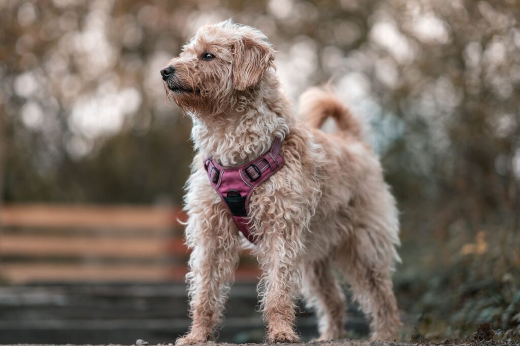 Dog wearing a well-fitted walking harness outdoors on a lead