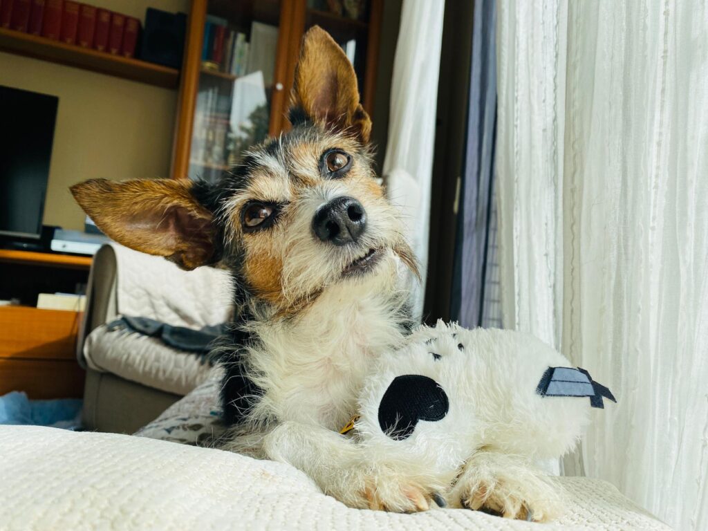 Dog engaging with a food puzzle toy indoors