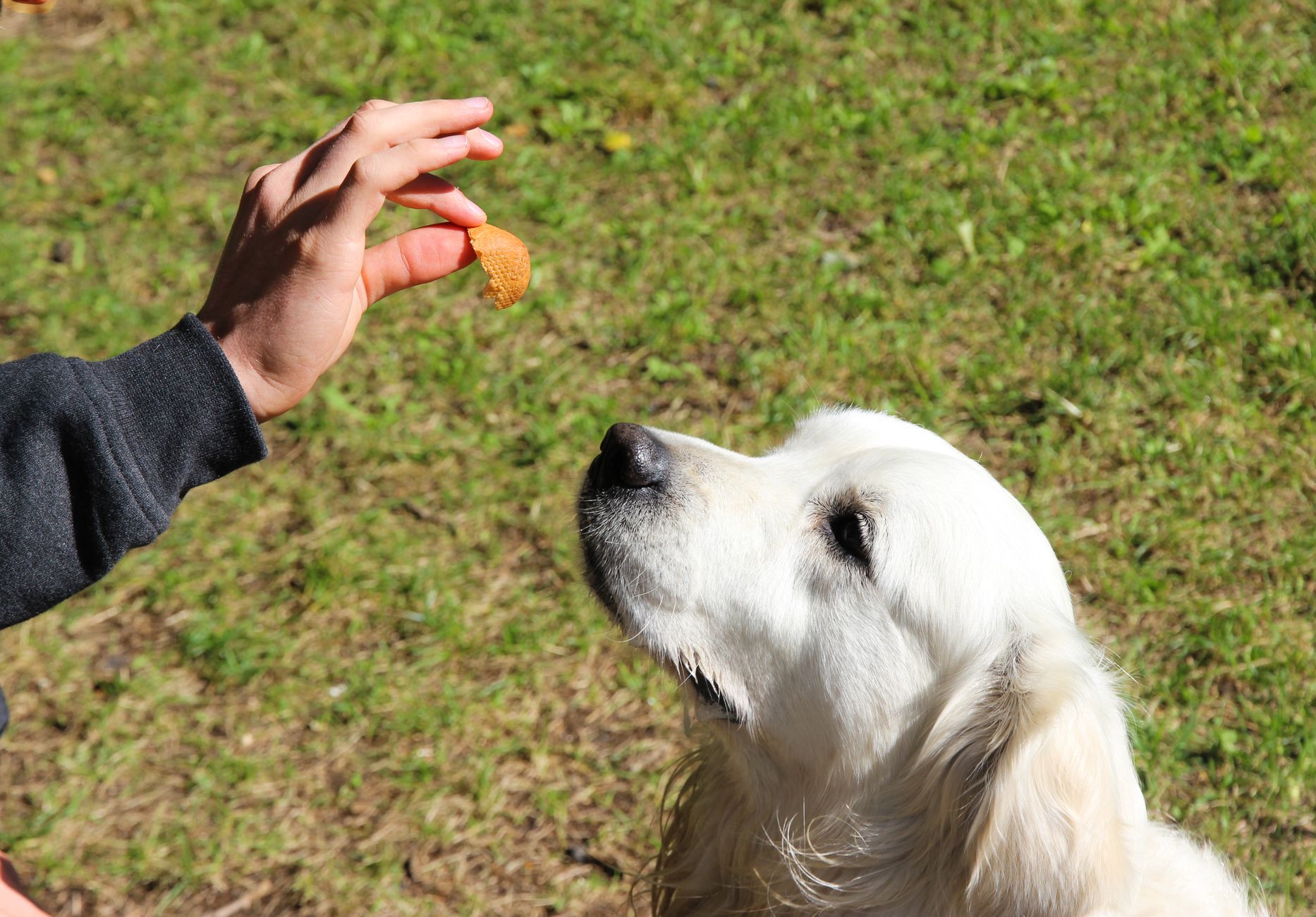 Owner rewarding a dog with a treat during lead training