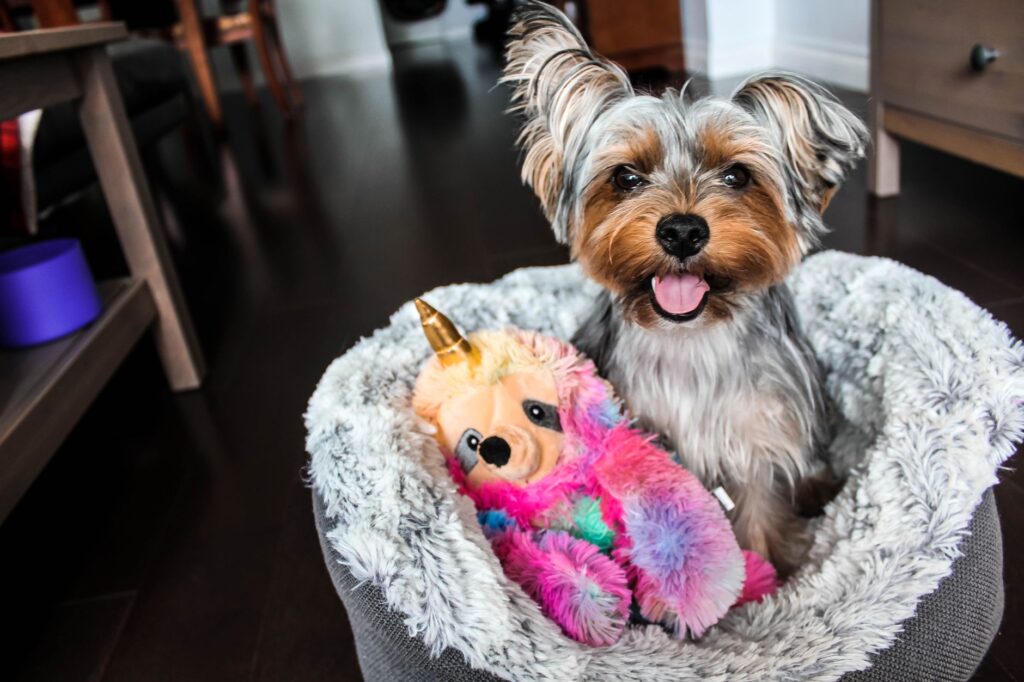 A puppy sitting at home surrounded by a dog bed and toys