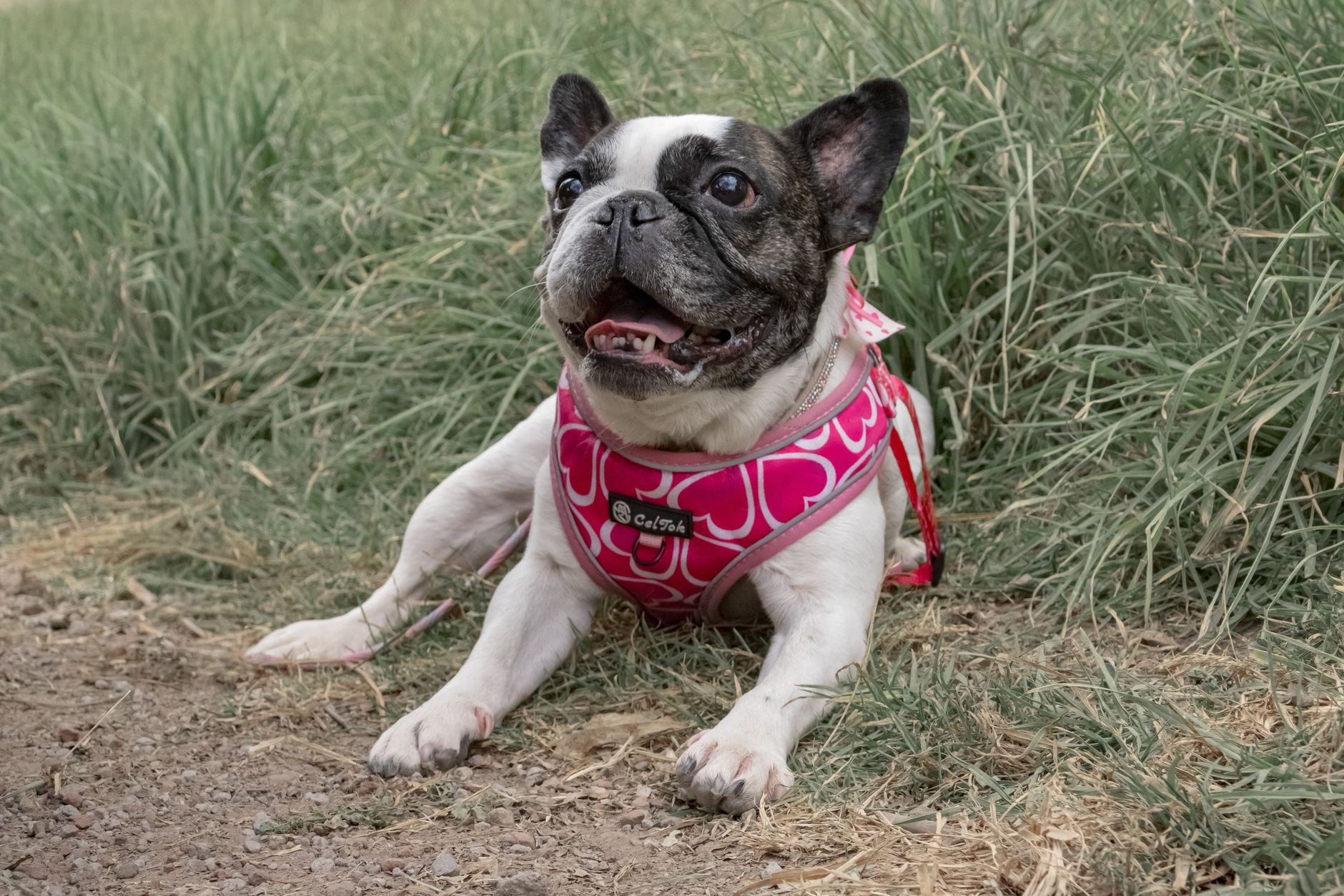 Small dog wearing a step-in style harness