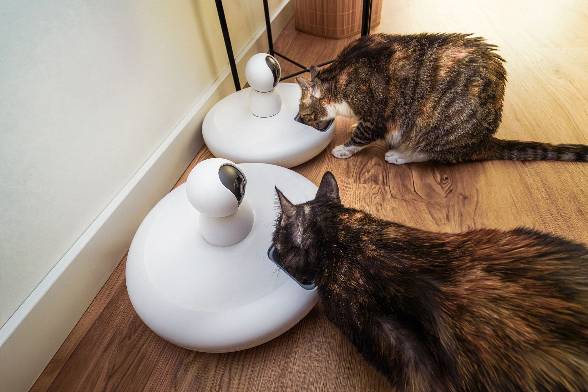 Automatic pet feeder dispensing kibble