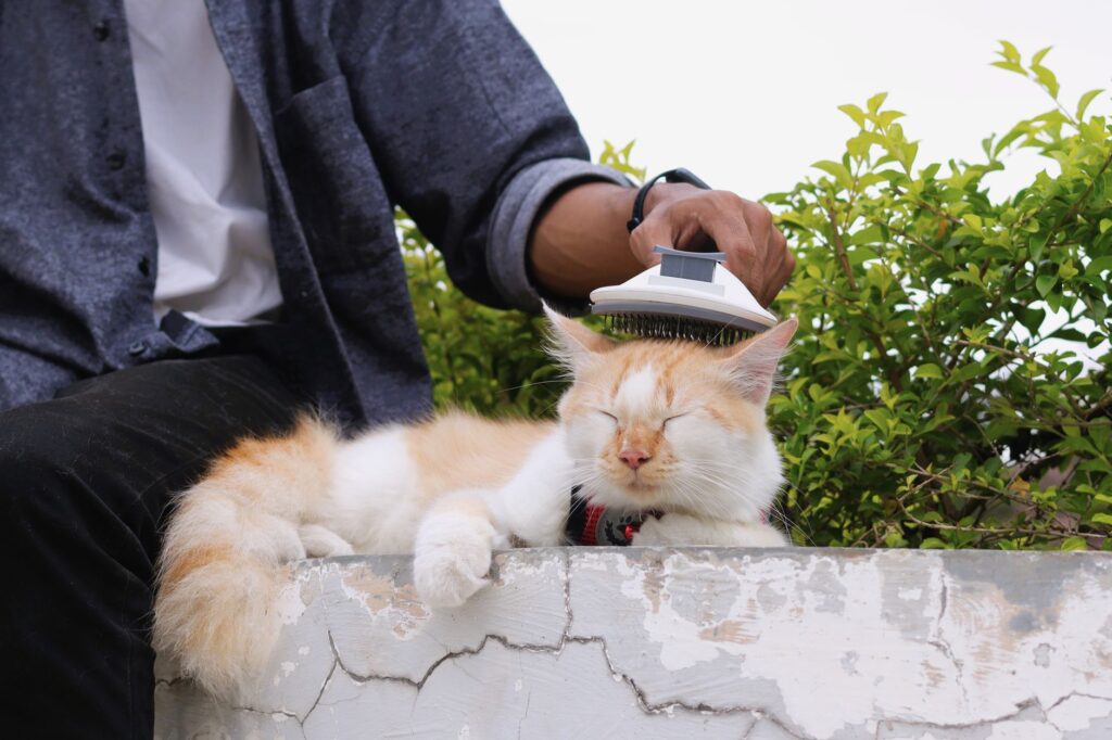 Long-haired cat being brushed with a slicker brush