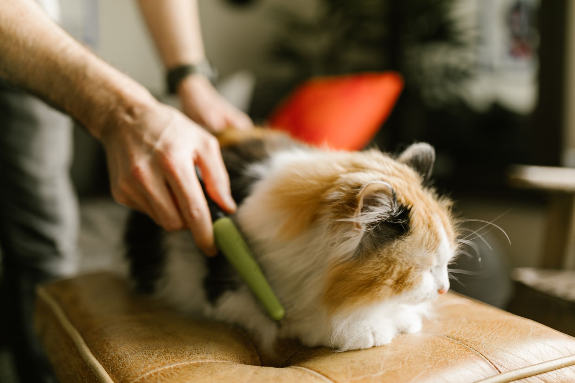 Cat being combed to remove loose fur