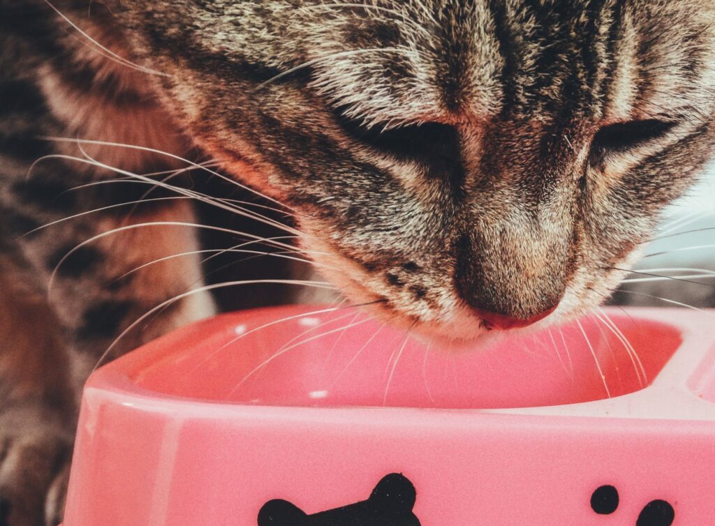 Cat eating a measured portion of food from a bowl