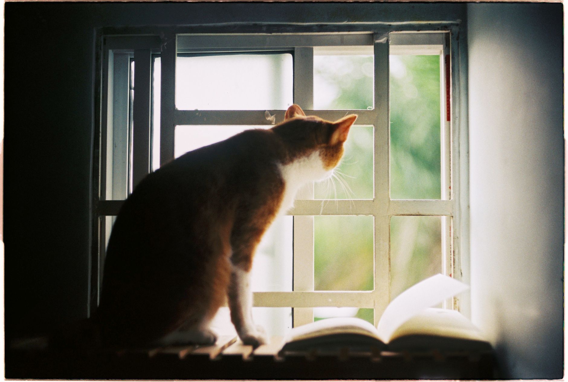 A cat sitting on a windowsill watching outside