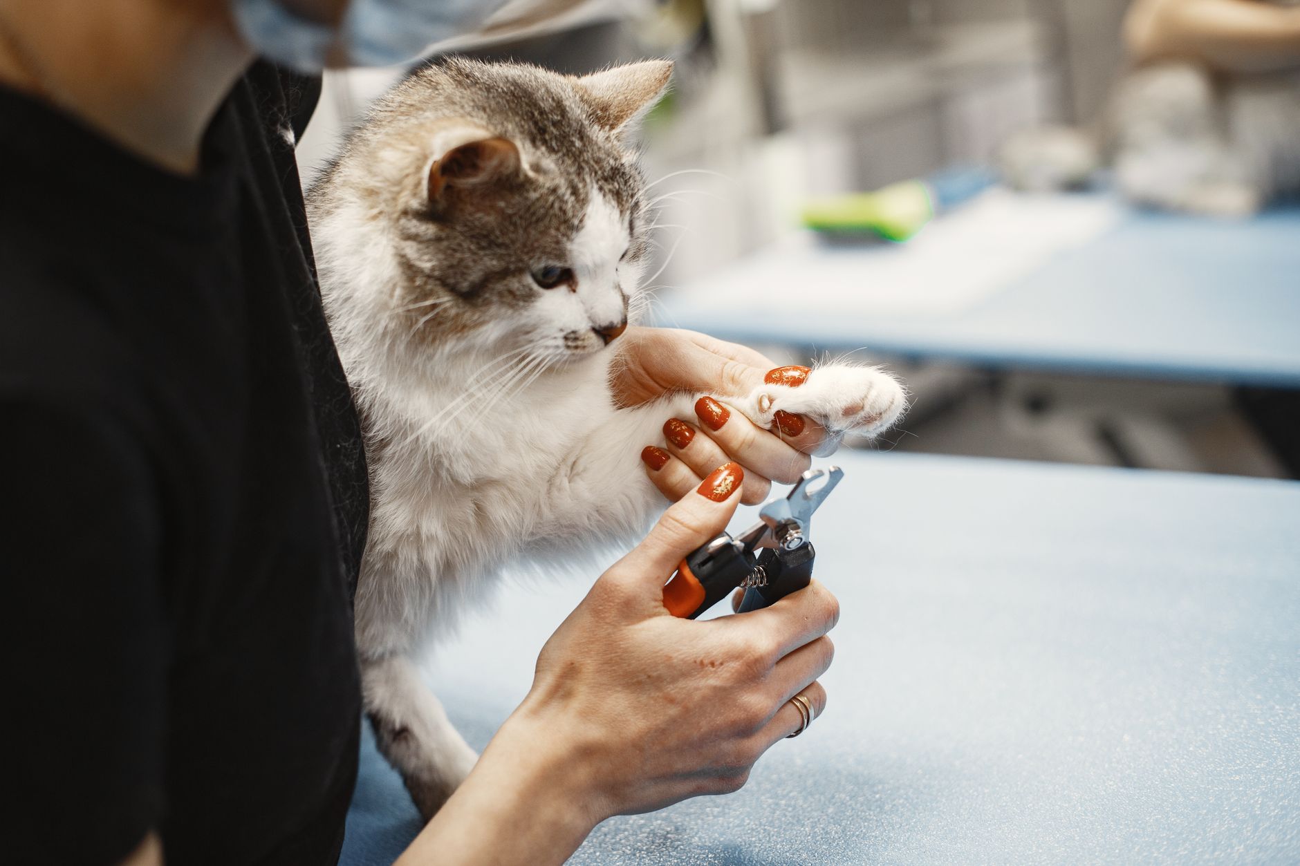 Trimming a cat claw with small clippers