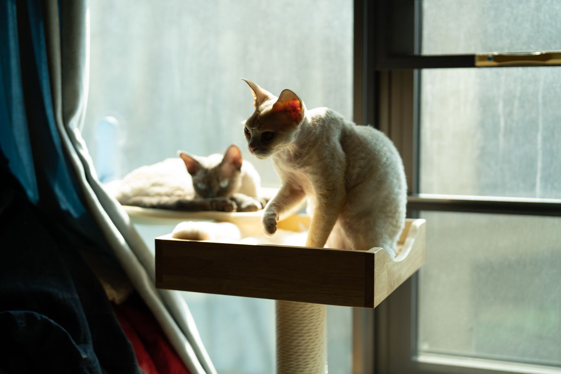 A cat resting on a tall cat tree platform