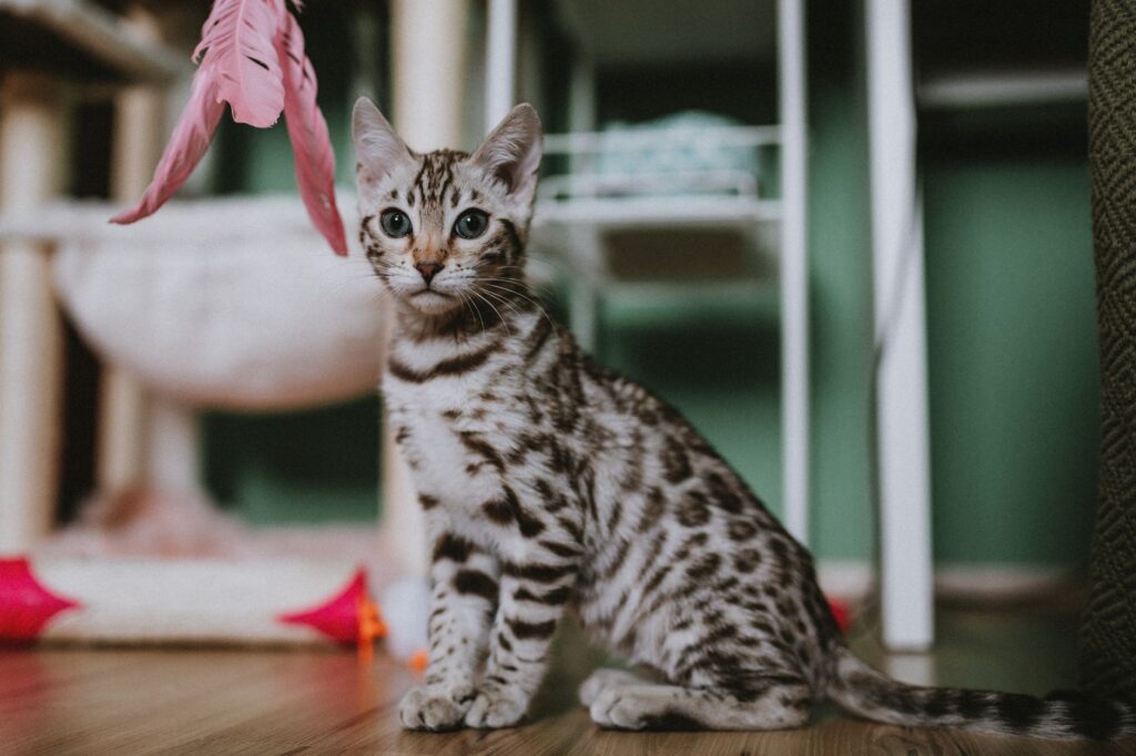 A cat playing with a wand toy indoors