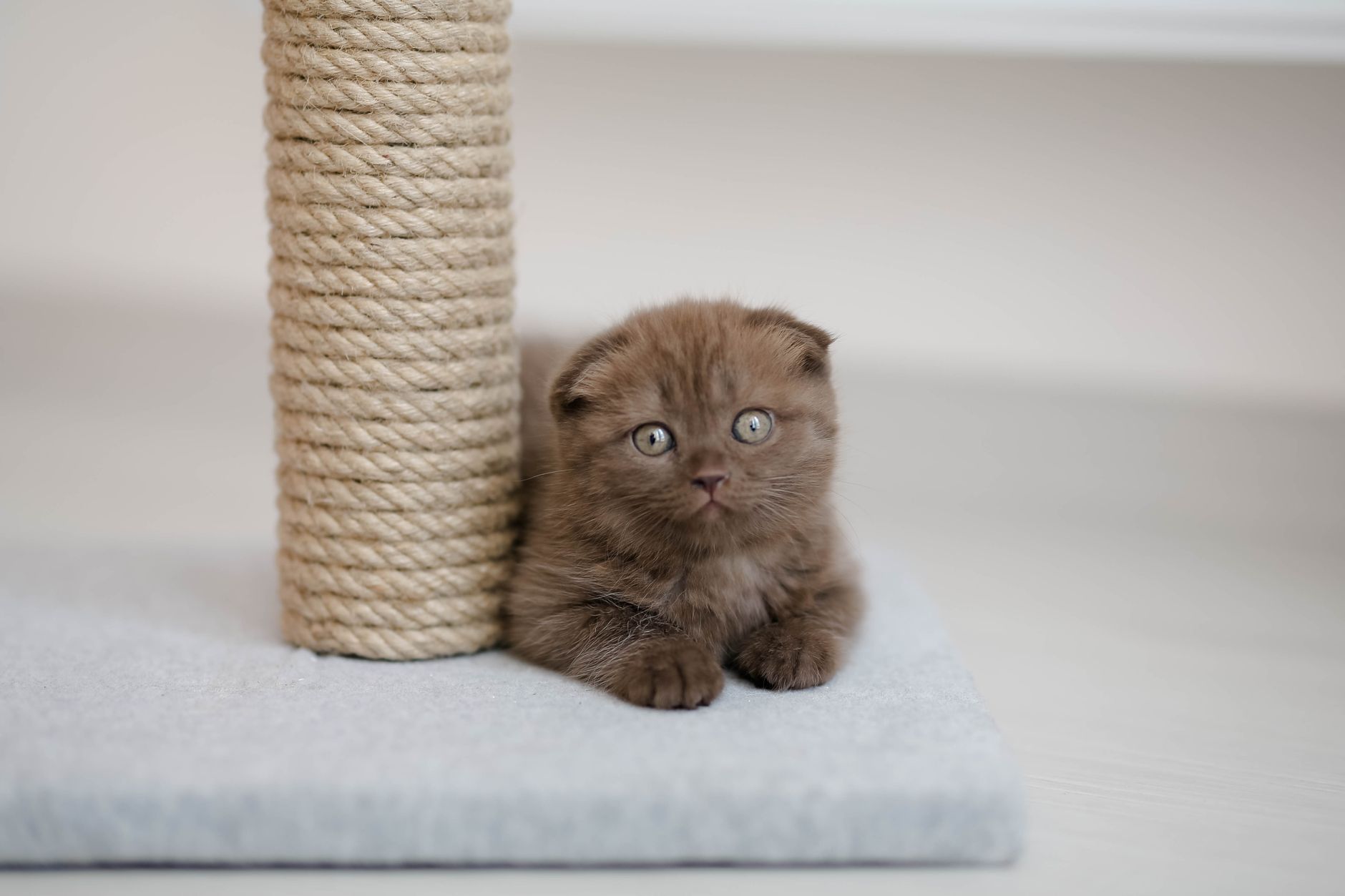 A cat using a tall sisal scratching post