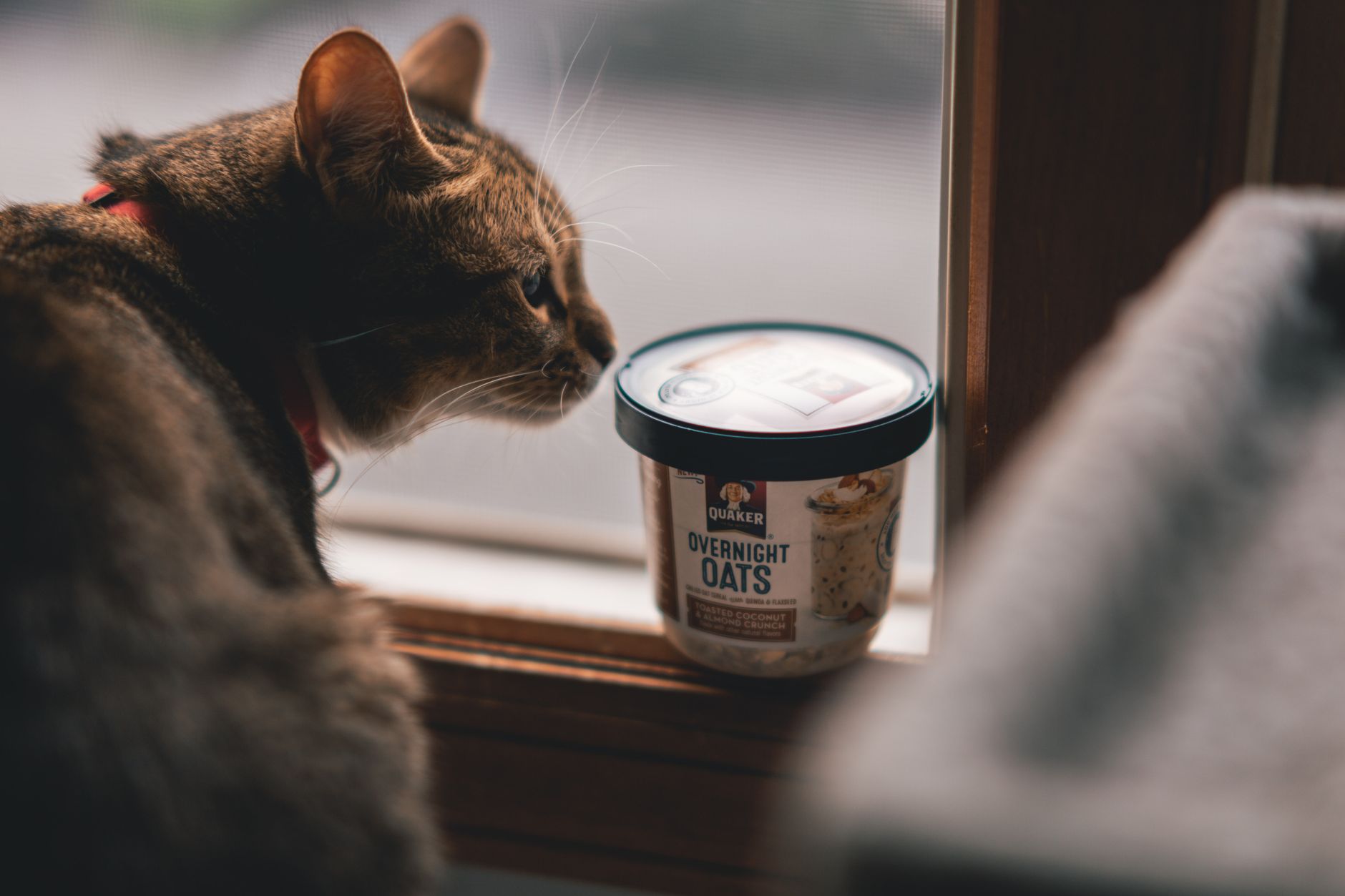 Cat waiting beside its food bowl in a kitchen