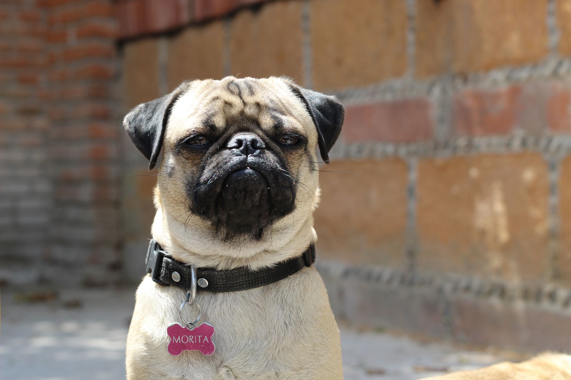 A pug wearing a collar sitting against a brick wall
