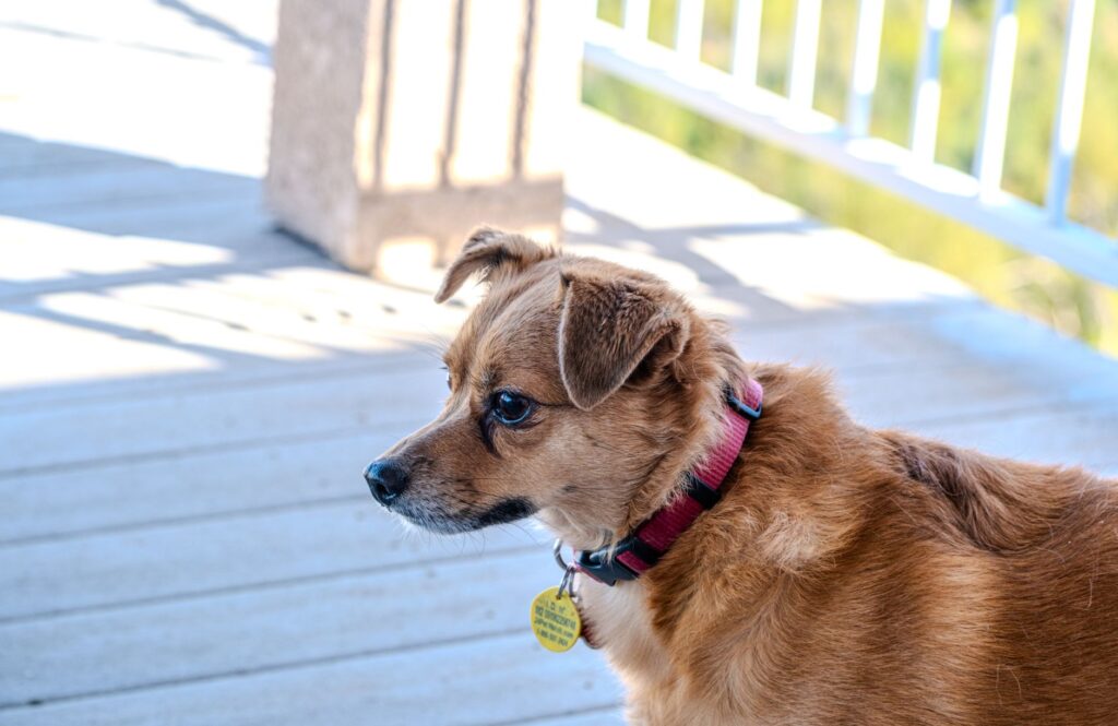 Close-up of a dog collar with a metal ID tag attached