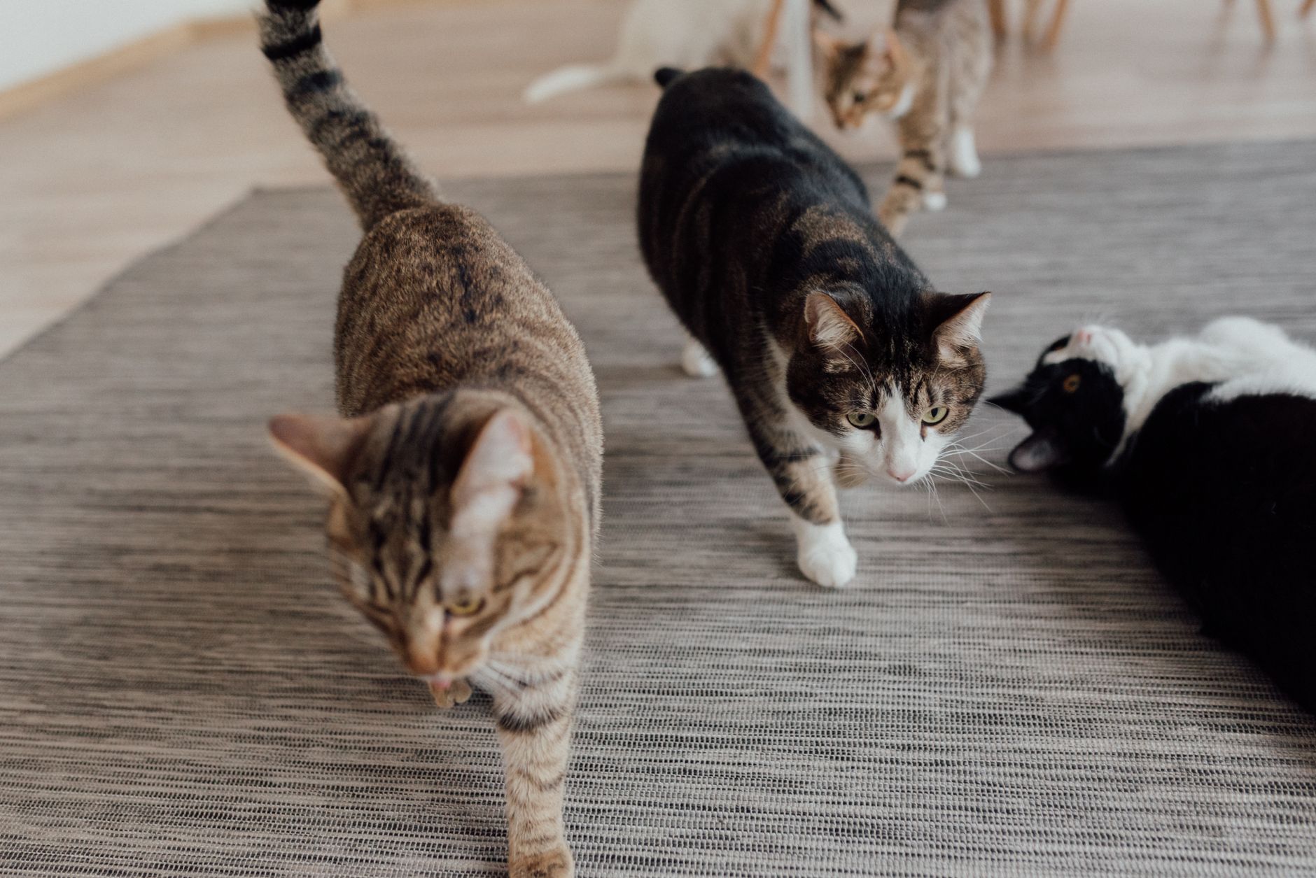 Two cats indoors near their feeding area