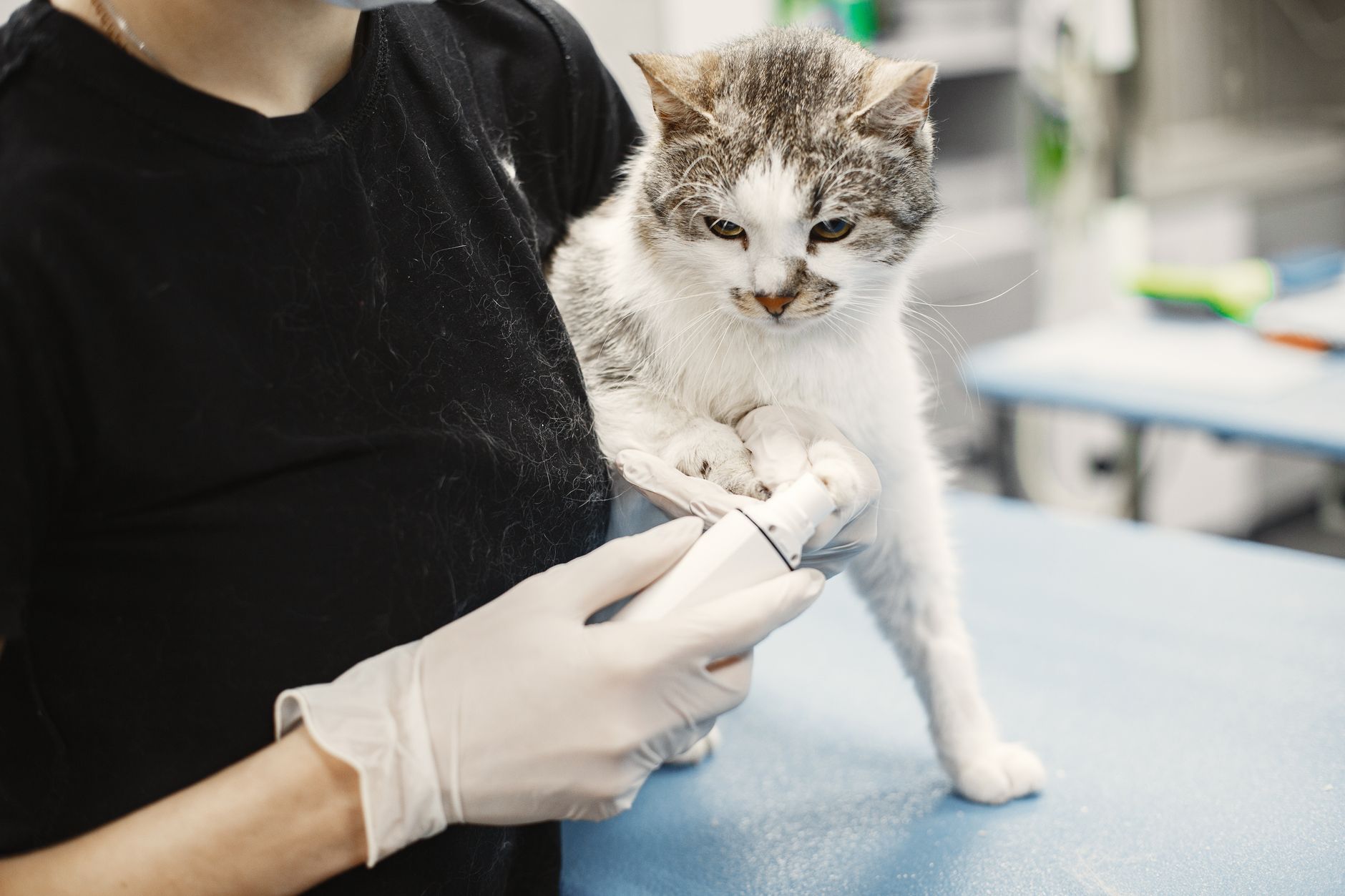 Vet examining a cat during a check-up